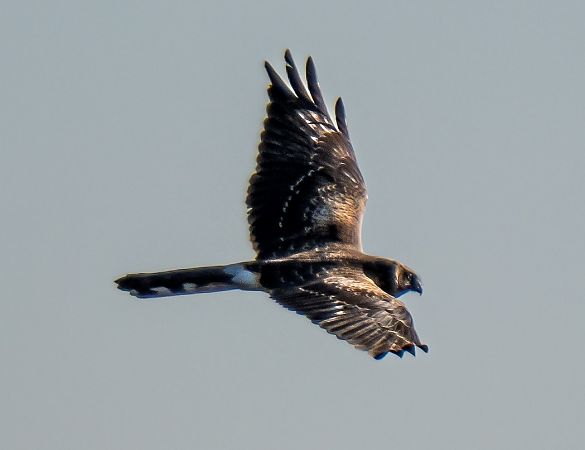 Steppenweihe  - Michal Jadzyn