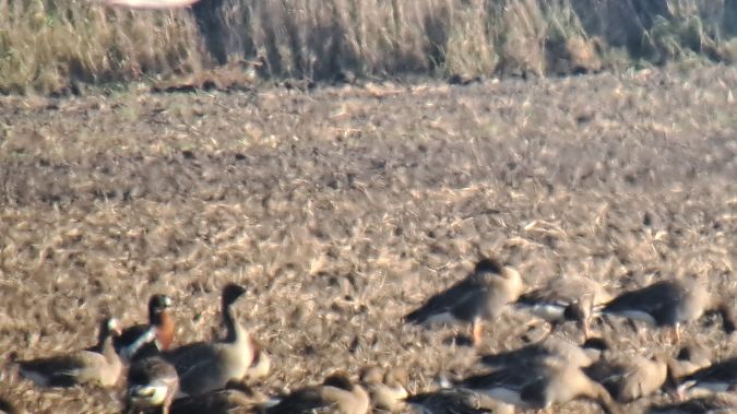 Rothalsgans  - Ingolf Todte