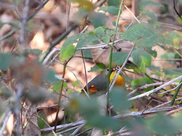 Usignolo del Giappone  - Silvana Nembrini