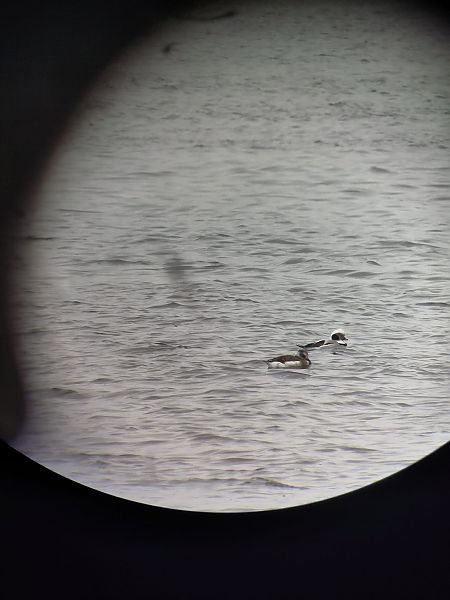 Eisente  - Lilith Hesping