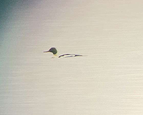 szlachar  - Krzysztof Wawrzyniak