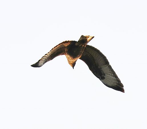 Poiana  - Adelfina Aldrovandi