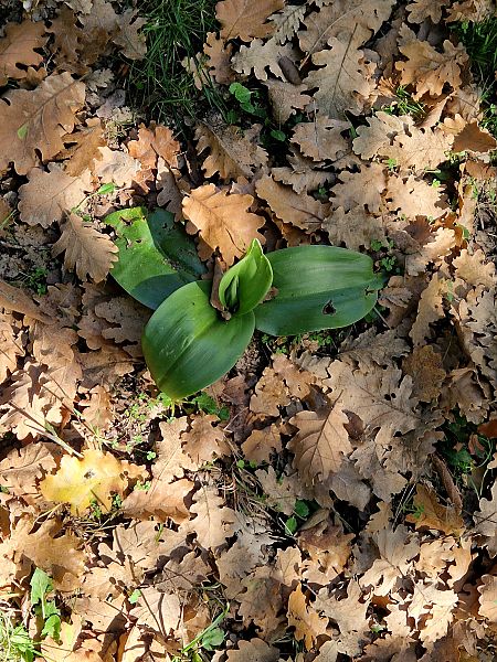 Himantoglossum robertianum  - Georges Olioso