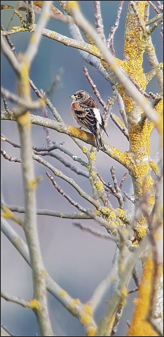 Peppola  - Giuseppe Di Lieto