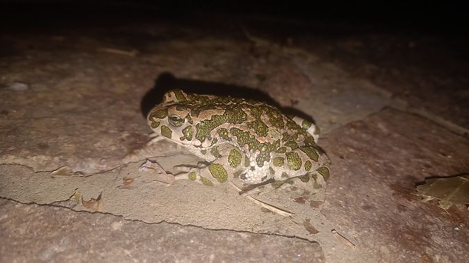 Rospo smeraldino (tutte le specie)  - Alessandro Marega