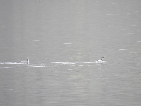 Schwarzhalstaucher  - Niklas Meder