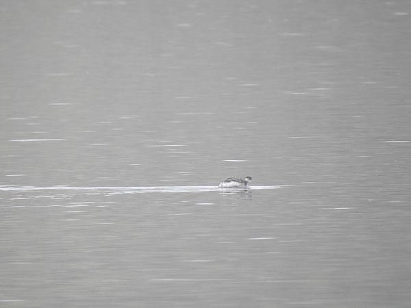 Schwarzhalstaucher  - Niklas Meder