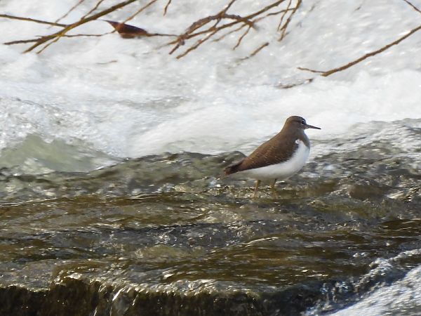 Xivitona  - Joan Pessarrodona