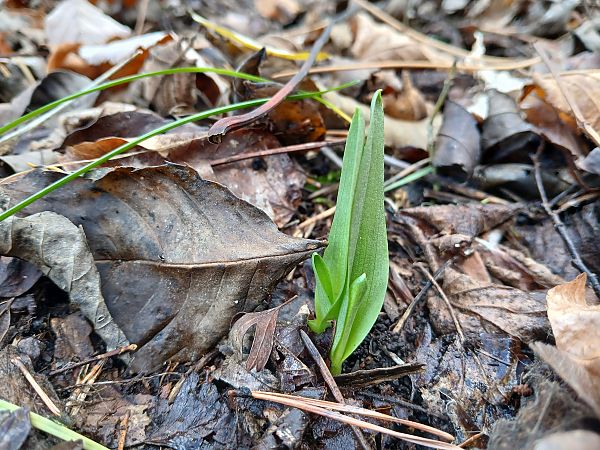 Ophrys insectifera  - Alain Falvard