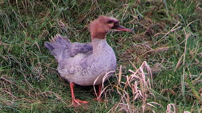 Gänsesäger  - Bernd Niebelschütz