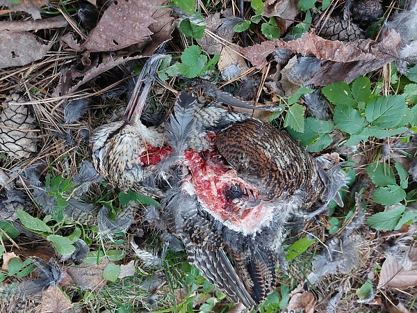 słonka  - Rafał Walczybok