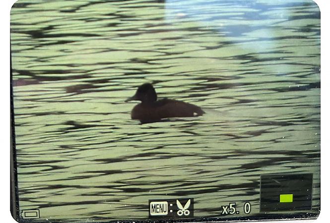 podgorzałka  - Michał Kowalczuk