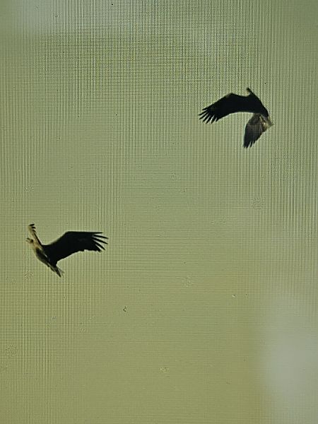 Seeadler  - Thomas Böndiz