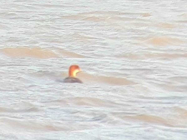 Zwergsäger  - Verein Jordsand Hauke-Haien-Koog