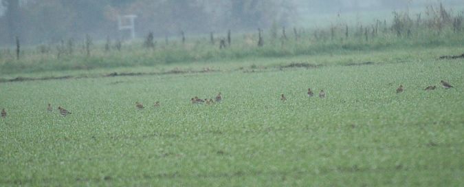 Piviere dorato  - Alessio Mannello