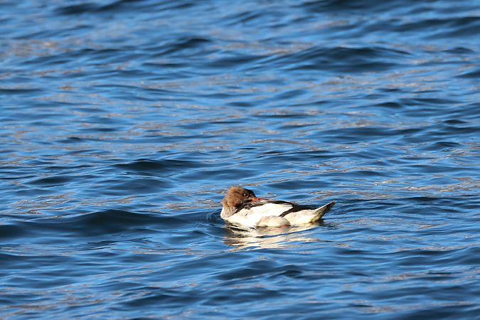 Smergo maggiore  - Adelfina Aldrovandi