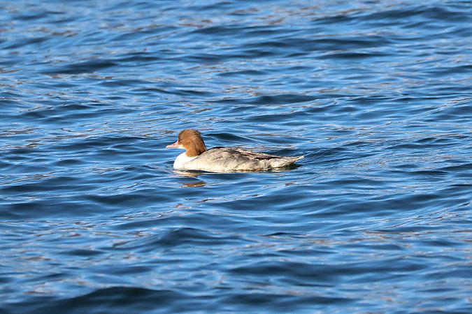 Smergo maggiore  - Adelfina Aldrovandi