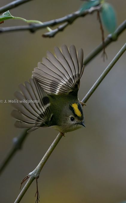 Reietó  - Jose Molis
