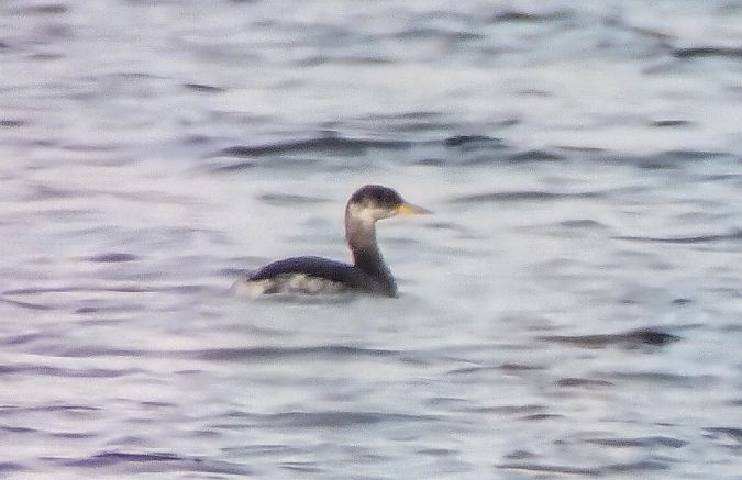 Grèbe jougris  - Florian Bacher