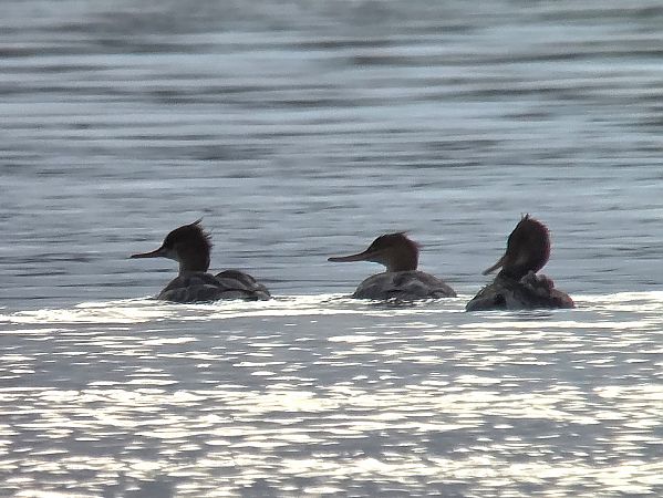 Mittelsäger  - Tom Wildemann