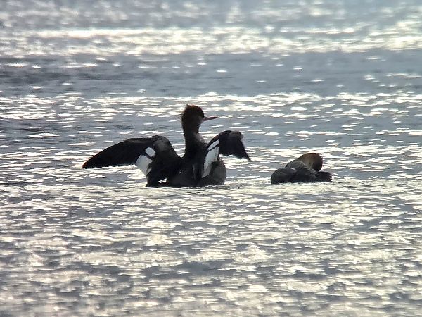 Mittelsäger  - Tom Wildemann