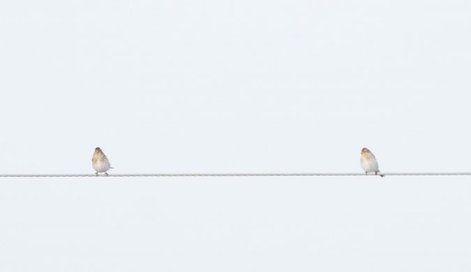 rzepołuch  - Monika Żochowska