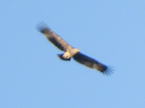 Aquila imperiale  - Massimo Tassinari