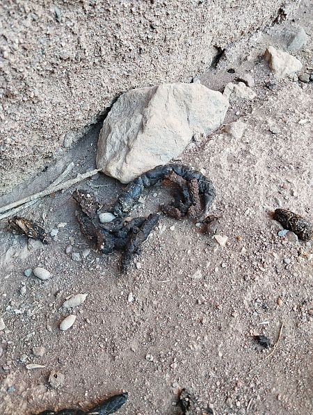 Geneta, gat mesquer  - Roger Arquimbau