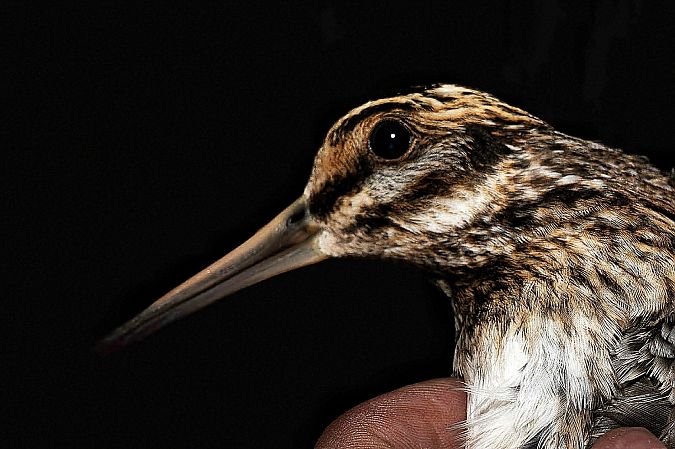 bekasik  - Kacper Mikulski