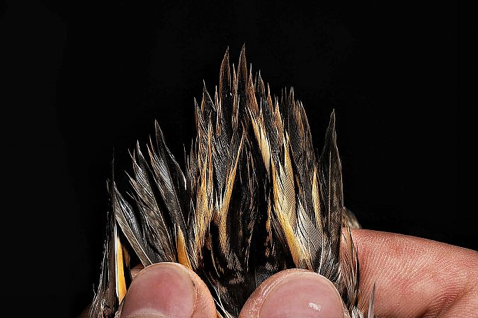 bekasik  - Kacper Mikulski