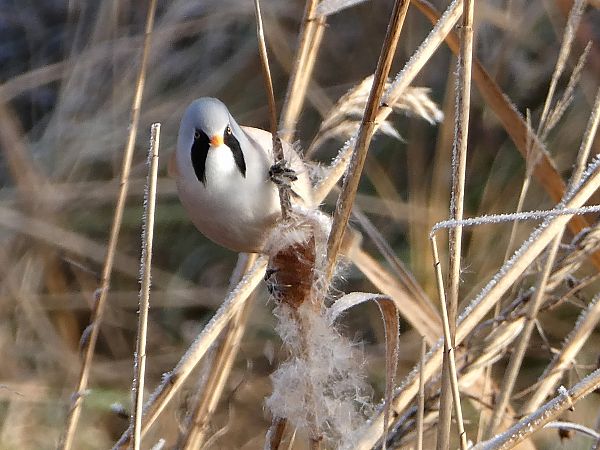 Panure à moustaches 