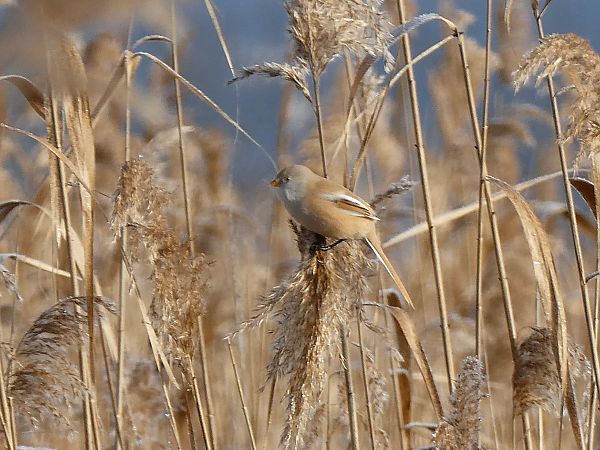 Panure à moustaches 