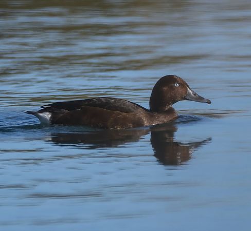 Porrón Pardo  - Xavi Escobar