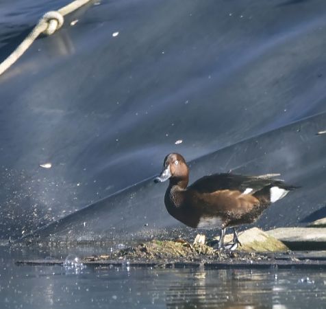 Morell xocolater  - Xavi Escobar