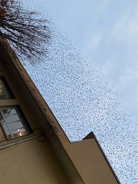 Étourneau sansonnet  - Maria Rita Gelso