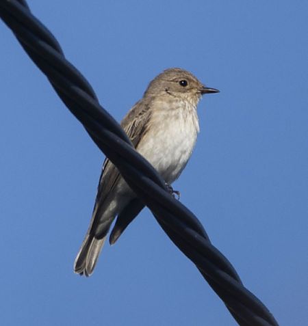 Papamosques gris  - Xavi Escobar