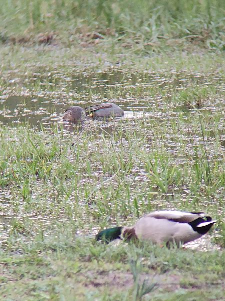 Alzavola  - Alessandro Pavesi