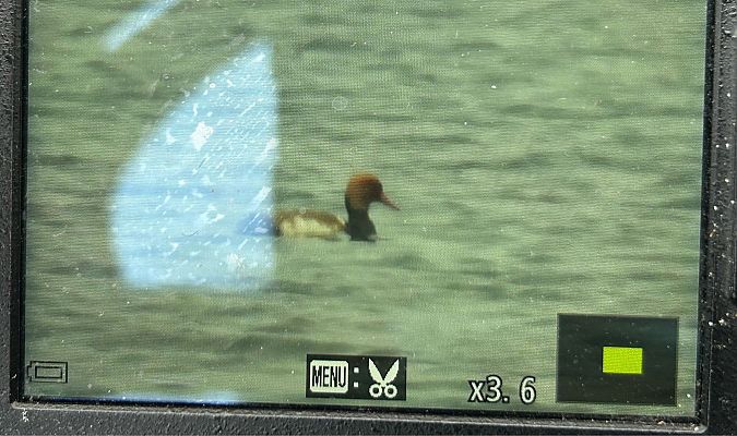 hełmiatka  - Katarzyna Kąciak