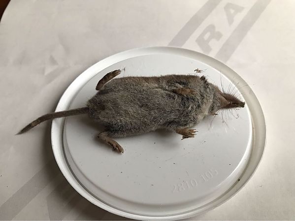 Crocidura minore  - Carlo Ciani