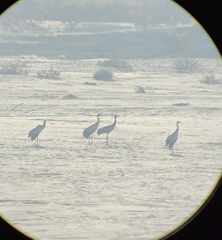 Gru  - Lorenza Venturini