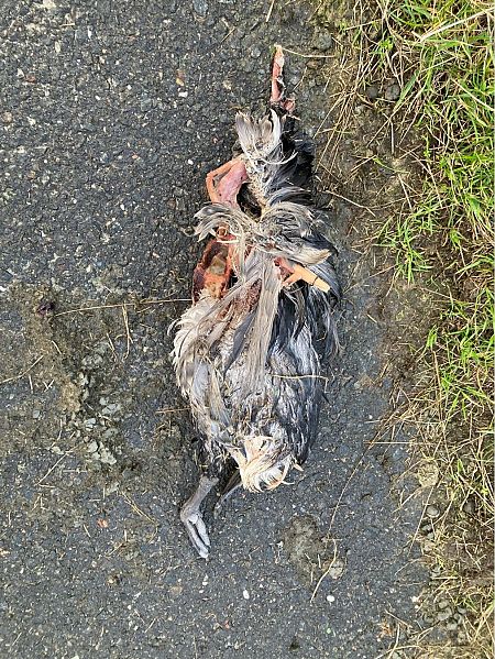 Trottellumme  - Ernst Walther