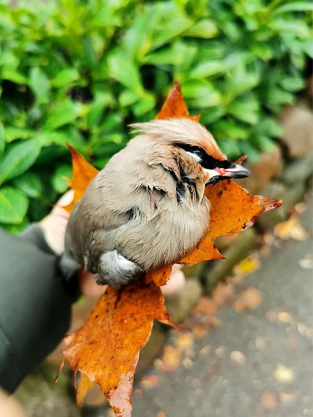 Seidenschwanz  - Karsten Fiehl