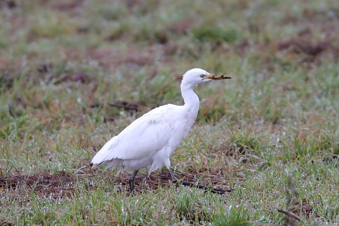 Héron garde-boeufs  - Viehböck Helga