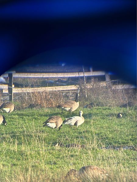Streifengans  - Christoph Rohrmoser