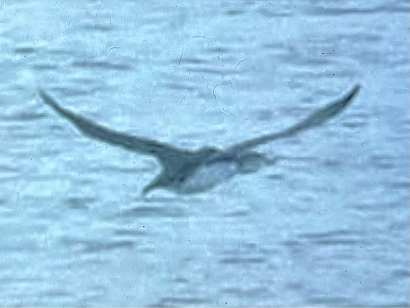 Eistaucher  - Thomas Stadtlander