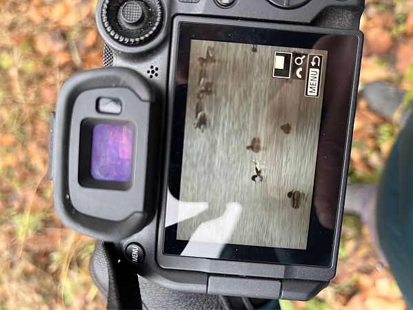 ohar  - Wojciech Kaczor