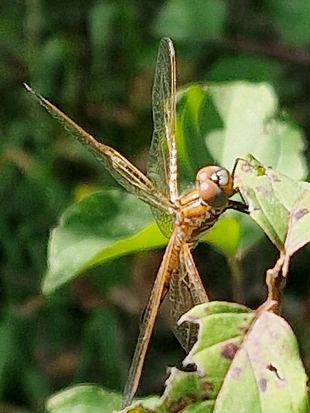 Trithémis pourpré  - Ivan Chiandetti
