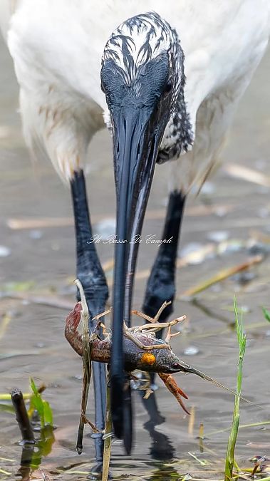 Gambero rosso della Louisiana  - Nicola Norante