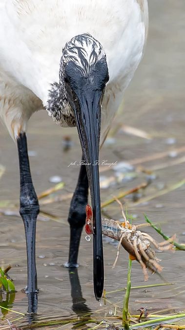 Gambero rosso della Louisiana  - Nicola Norante