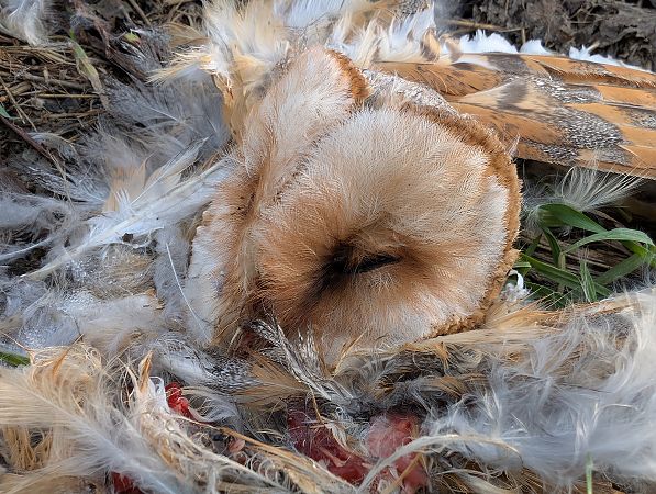 Effraie des clochers  - Oliver Drescher